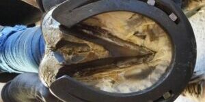 Herraje y ajuste de cascos con MyHorseGroom Herraje y ajuste de cascos con MyHorseGroom