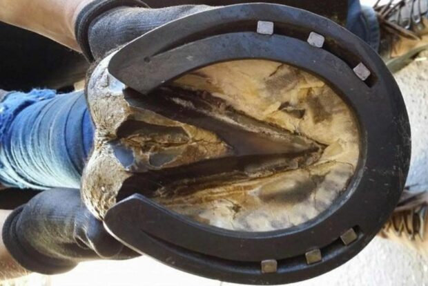 Ferratura e pareggio zoccoli con MyHorseGroom