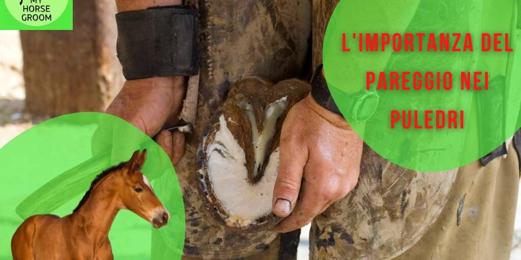 programma di pareggio nei puledri