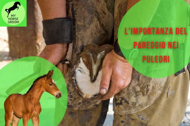 programma di pareggio nei puledri