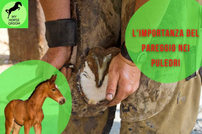 programma di pareggio nei puledri